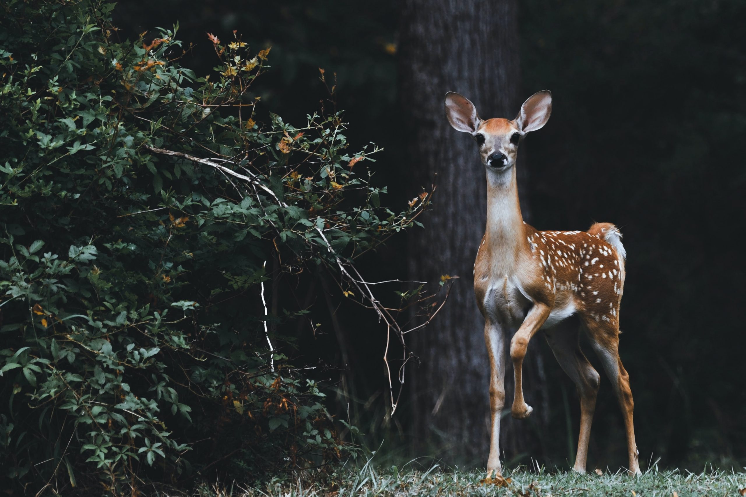 Parsa Wildlife Reserve